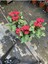 Videolu Dikenler Tacı (25 40 cm) Saksılı Kaktüs Euphorbia 4