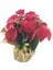 Atatürk Çiçeği Ponsetya Poinsettia & Kağıda Sarım Saksıda Hediyelik Canlı Çiçek 1
