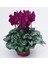 Mor Siklamen Çiçeği 5 Adet Cyclamen 2