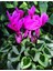 Mor Siklamen Çiçeği 5 Adet Cyclamen 5