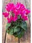 Siklamen Çiçegi Pembe Cyclamen 1
