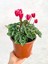 Ebruli Cyclamen Çiçeği Saksıda Çiçekli Sıklamen Hediyelik Bitki 2