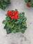 Kırmızı Sıklamen Çiçeği Saksıda Canlı Cyclamen 1