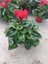 Kırmızı Sıklamen Çiçeği Saksıda Canlı Cyclamen 2