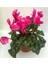 Sıklamen Çiçeği Cyclamen 20 cm-30 cm Cyclamen 2