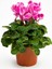 Sıklamen Çiçeği Cyclamen, Pembe Renk 12 cm Saksıda Hediyelik Çiçek 1