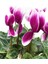 Sıklamen Çiçeği-Alacalı / Tavşan Kulağı / Cyclamen 3