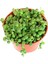 Senecio Rowleyanus Tesbih Çiçeği 5,5 cm Saksıda 1