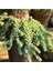 Sedum Burrito Morganianum (Eşek Kuyruğu) Sukulent Bitki 1