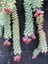 Sedum Burrito Morganianum (Eşek Kuyruğu) Sukulent Bitki 2