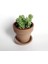 Sedum Burrito Morganianum (Eşek Kuyruğu) Sukulent Bitki 3