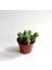 Sedum Burrito Morganianum (Eşek Kuyruğu) Sukulent Bitki 4