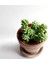 Sedum Burrito Morganianum (Eşek Kuyruğu) Sukulent Bitki 5