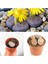 Taş Kaktüs Özel Tür Lithops 5.5 Saksıda 1