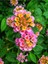 Pembe Renk Çalı Minesi 1 Adet Saksılı 20-30 cm Çiçekli Bahçe Bitkisi(Lantana) 1
