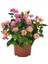 Pembe Renk Çalı Minesi 1 Adet Saksılı 20-30 cm Çiçekli Bahçe Bitkisi(Lantana) 2