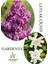 Leylak Çiçeği Fidanı 1 Adet Saksılı 30-60 cm+Kokulu Gardenya Çiçeği 20-40 cm 1