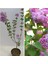 Leylak Çiçeği Fidanı 1 Adet Saksılı 30-60 cm+Kokulu Gardenya Çiçeği 20-40 cm 2
