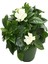 Leylak Çiçeği Fidanı 1 Adet Saksılı 30-60 cm+Kokulu Gardenya Çiçeği 20-40 cm 3