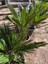 Cycas Revoluta - Sikas Japon Sago Palmiyesi 60-80 cm Canlı İç Dış Mekan Bitkisi 2