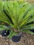 Cycas Revoluta - Sikas Japon Sago Palmiyesi 60-80 cm Canlı İç Dış Mekan Bitkisi 3