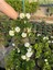 Beyaz Renk Çalı Minesi Çiçeği 20-40 cm 1 Adet Saksılı (Lantana Camara) 3