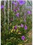 Purple Ruellia Flower-Meksika Petunyası Saksılı 1 Adet 30-50 cm 1
