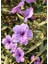 Purple Ruellia Flower-Meksika Petunyası Saksılı 1 Adet 30-50 cm 2