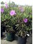 Purple Ruellia Flower-Meksika Petunyası Saksılı 1 Adet 30-50 cm 3