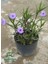 Meksika Petunyası Ruelya 30-60 cm (Ruellia) 2