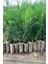 Videolu Leylandi Çit Bitkisi (10 25 cm)10 Adet Tüplü Dış Mekan Bitkisi Cupressus Leylandii 1