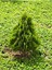 Videolu Leylandi Çit Bitkisi (10 25 cm)10 Adet Tüplü Dış Mekan Bitkisi Cupressus Leylandii 3