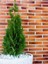 Videolu Leylandi Çit Bitkisi (10 25 cm)10 Adet Tüplü Dış Mekan Bitkisi Cupressus Leylandii 4