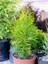 Videolu Leylandi Çit Bitkisi (10 25 cm)10 Adet Tüplü Dış Mekan Bitkisi Cupressus Leylandii 5