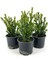 Videolu Dekoratif Şimşir Fidanı (30 - 40 cm)3 Adet Saksılı Dış Mekan Bitkisi Buxus Sempervirens 1