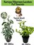 Kartopu Viburnum 1 Adet+Kokulu Ful Yasemin 1 Adet+Yaprak Güzeli Hediye Bahçe Bitkisi 1