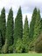 1 Adet Leylandi Çam Ağacı Fidanı 30-60 cm Saksılıtüplü (Leyland Cypress Sapling) 1