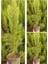 Videolu Limon Kokulu Servi 3 Adet Saksılı/ Tüplü 30-65 cm (Cupressus Macrocarpa) 1