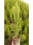 Videolu Limon Kokulu Servi 3 Adet Saksılı/ Tüplü 30-65 cm (Cupressus Macrocarpa) 2