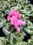 Videolu Nadir Türde Pembe 1 Adet Sıklamen Çiçeği 35-65 cm Saksılıtüplü (Pink Cyclamen Flower) 2