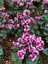 Videolu Nadir Türde Pembe 1 Adet Sıklamen Çiçeği 35-65 cm Saksılıtüplü (Pink Cyclamen Flower) 3