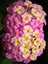 Videolu Beyaz ve Pembe Renkli Çalı Minesi 40-75 cm Saksılı (Lantana Flower) 1