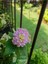 Videolu Beyaz ve Pembe Renkli Çalı Minesi 40-75 cm Saksılı (Lantana Flower) 2