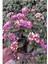 Videolu Beyaz ve Pembe Renkli Çalı Minesi 40-75 cm Saksılı (Lantana Flower) 5