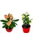 Videolu Milli Dikenler Tacı 2'li (25 40 cm) Saksılı Kaktüs Euphorbia 2