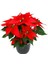 Atatürk Çiçeği -Poinsettia-12 cm Lik Saksi - 25-30 cm Hediyelik Ofis Bitkisi 1
