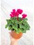 Cyclamen Çiçeği Fuşya Saksıda Çiçekli Sıklamen 1