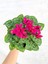Cyclamen Çiçeği Fuşya Saksıda Çiçekli Sıklamen 2