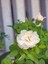 Videolu Mis Kokulu 1 Adet Beyaz Minyatür Gül 20-45 cm Saksılı (Miniature Rose) 2