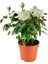 Videolu Mis Kokulu 1 Adet Beyaz Minyatür Gül 20-45 cm Saksılı (Miniature Rose) 3